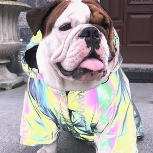 Microcrystalline reflective dog clothes